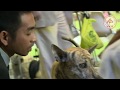Chó Phú Quốc du đấu xứ người 04 - 2011 | VKA OFFICE
