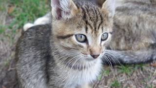 Котенок - котик, Красноярск от 31.05.2017г. Котенок - котик, Красноярск от 31.05.2017г.