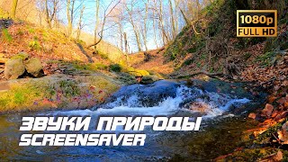 Живая природа - Река | Звуки природы | Звуки реки | Шум воды | Релаксация | Белый шум | Заставка ТВ