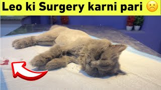 Leo Cat ki surgery ku karni pari ?  Neutering of Leo Male Cat