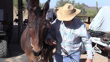 How to Install and Remove An Adjusted Rope Halter from A Mule or Donkey