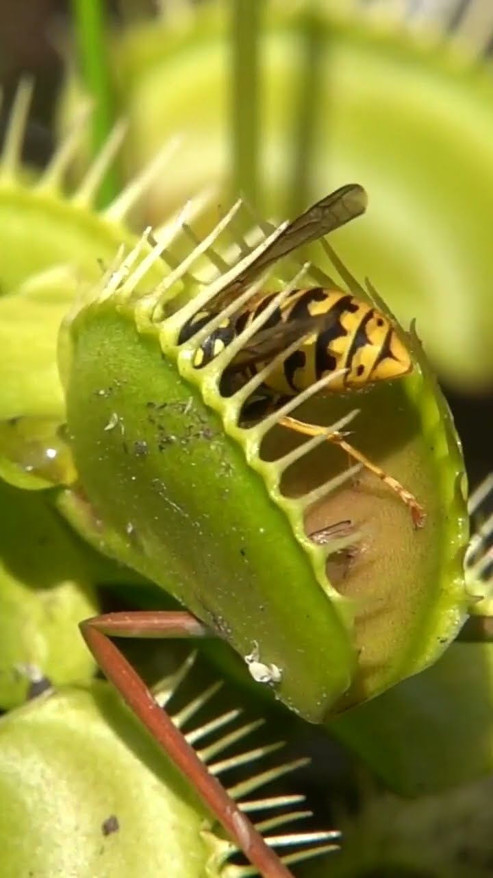 Venus Flytrap Devours Wasp || ViralHog