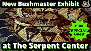 The Serpent Center exhibits 3rd MONSTER Bushmaster Species