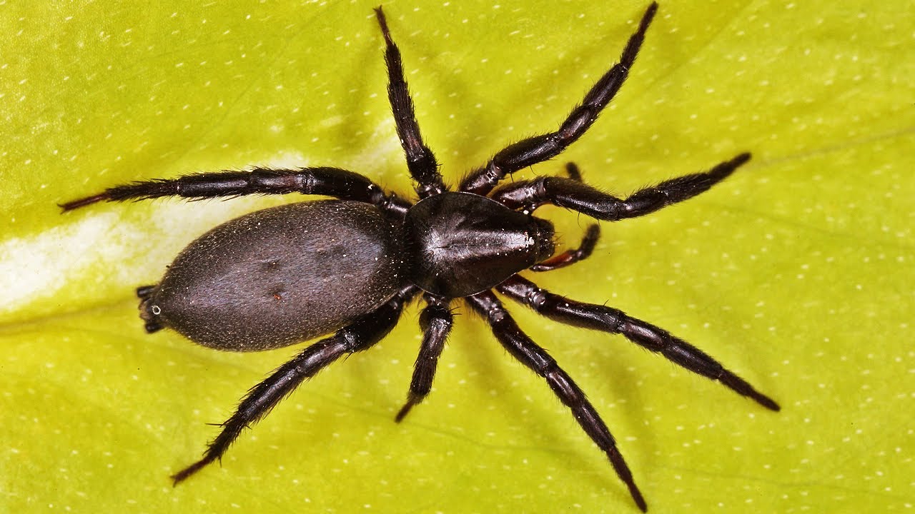 Hoch Giftige Spinne Plotzlich In Deutschland Youtube