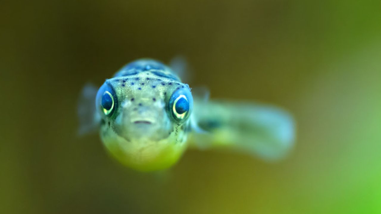 dwarf puffer fish aquarium