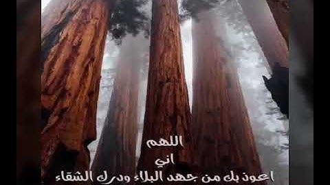 الشيخ جابر شرقاوي جامع سيدي عمر صلاة الفجر سورة إ إبراهيم تلاوة خاشعة