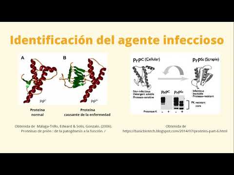 Los priones y enfermedades neurodegenerativas