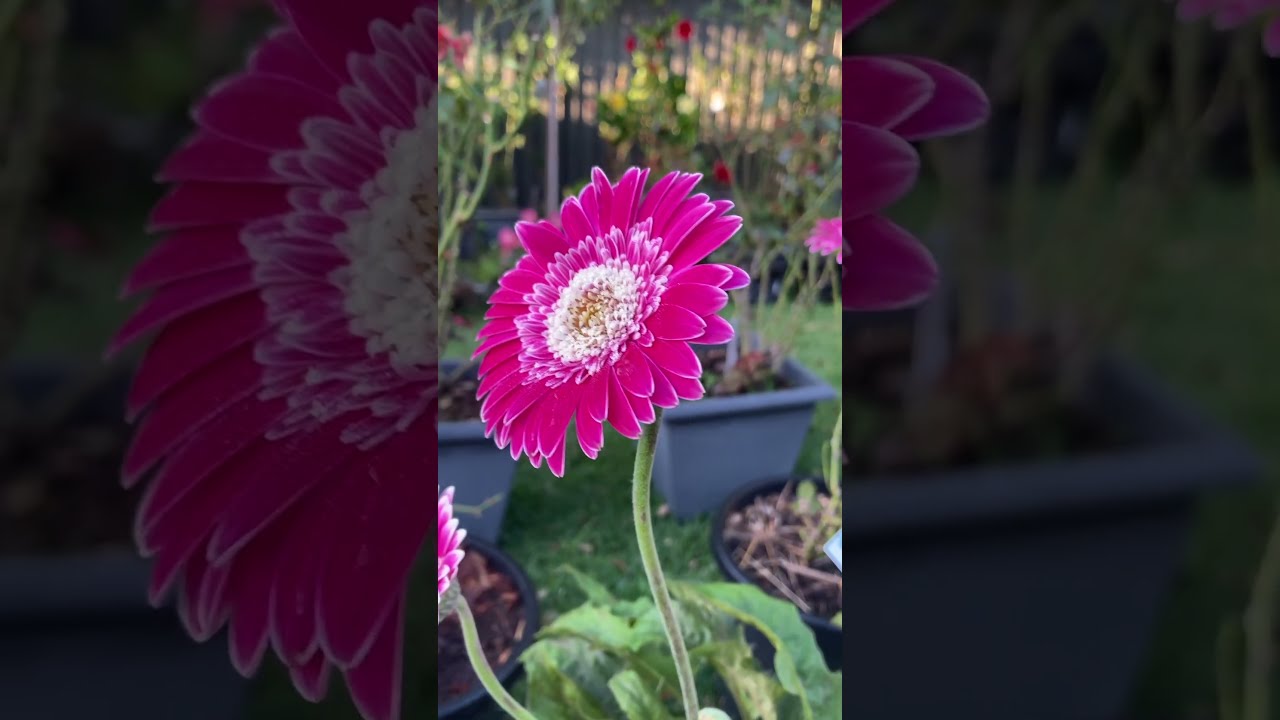 Gerbera Garvinea Colourful Shades On Tall Majestic Stems