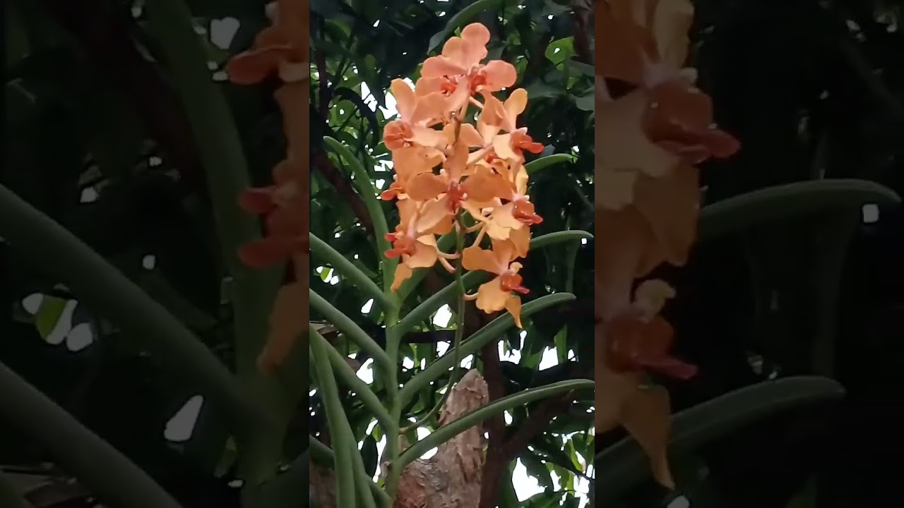 SEMI TERETE VANDA (ORANGE) 🧡 