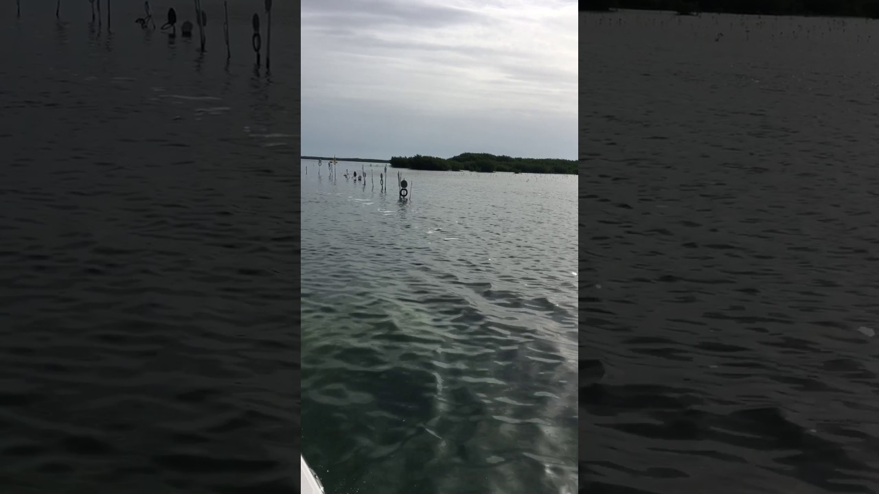 Toilet seat channel islamorada Florida keys YouTube