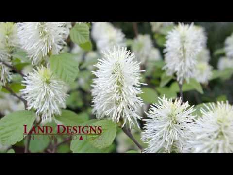 Video: Blooming Fothergilla