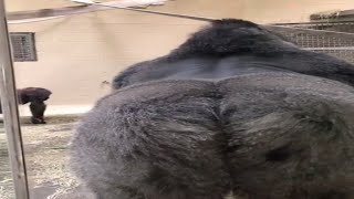 monkey slide canceled to show his butt 😳(boom sound effect)