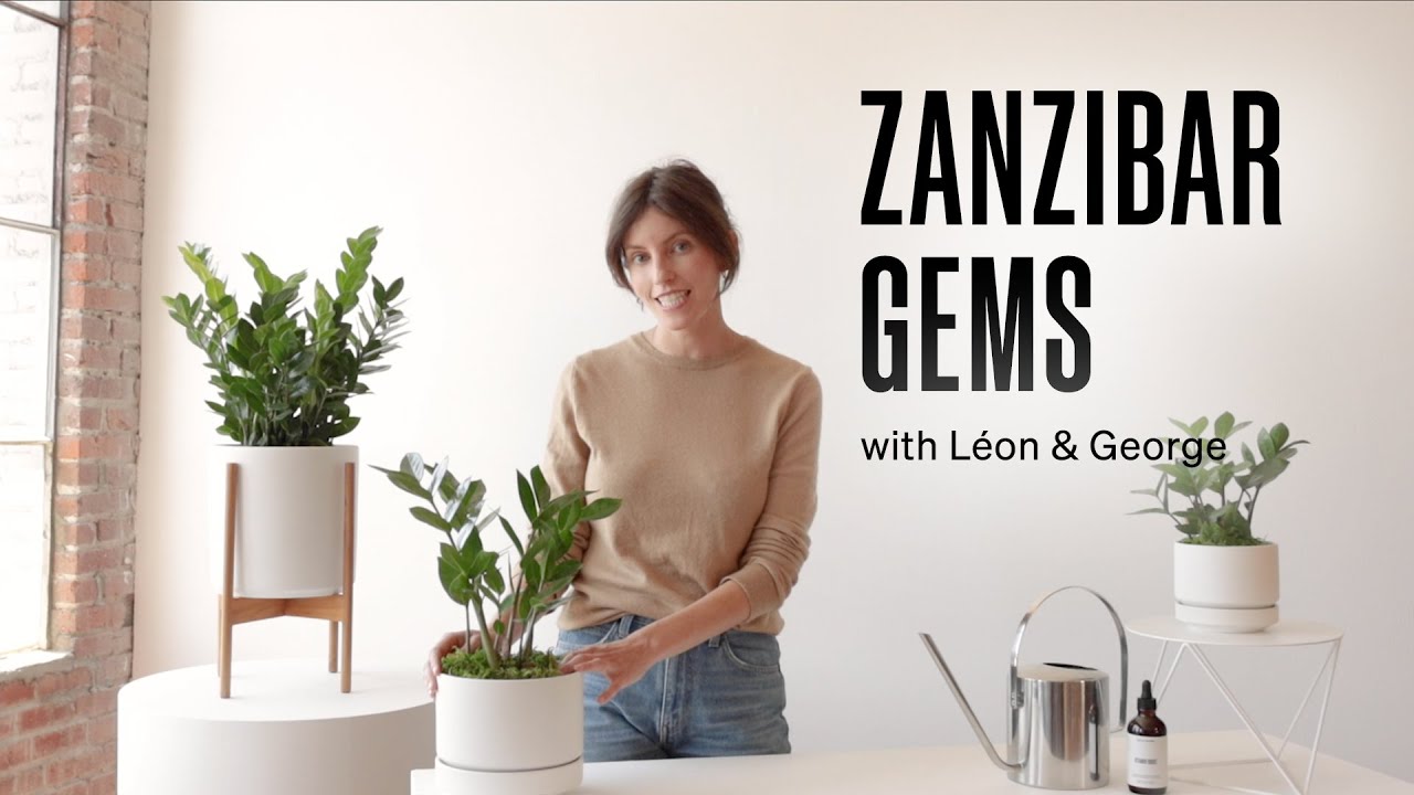 How to Care for the Zanzibar Gem YouTube