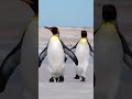 PENGUENLER VE ŞAŞIRTICI GERÇEKLER!!! #pets #animals #penguin #funny #nasıl #cat #trend #viral