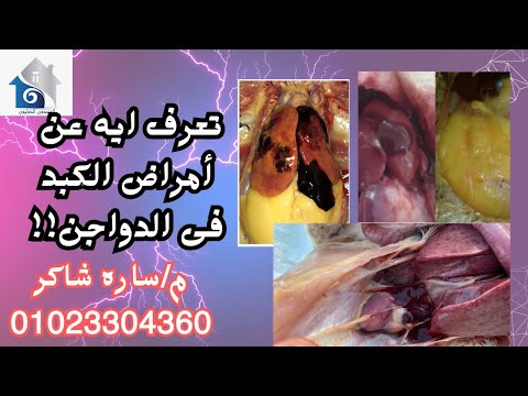 تعرف ايه عن أمراض الكبد فى الدواجن م ساره