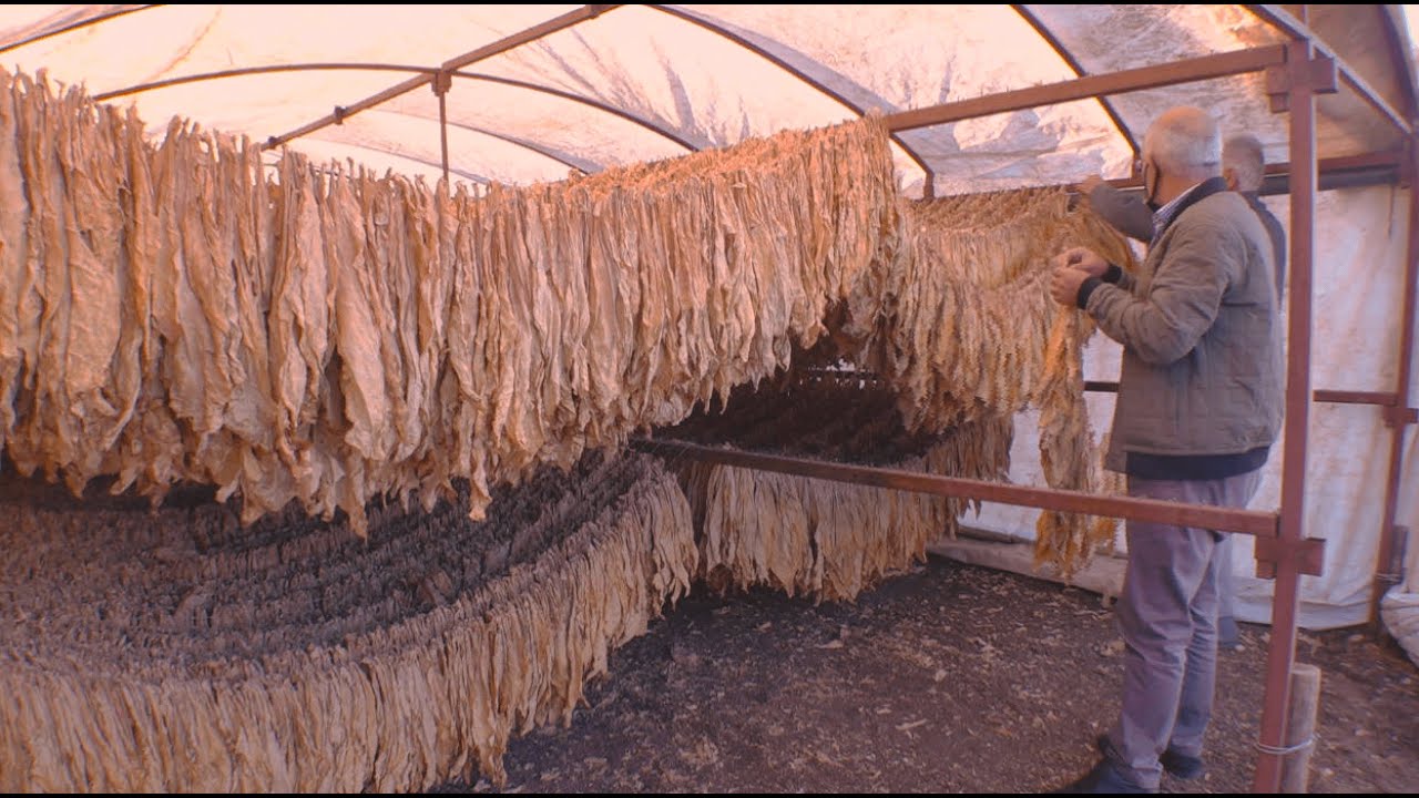قانون جديد بتركيا ينظم تجارة التبغ.. فهل يؤثر على الإنتاج؟