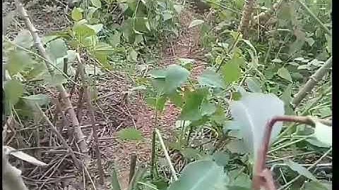 Awesome ! Easy best Bird trap for catching quail for rural area 100% working.