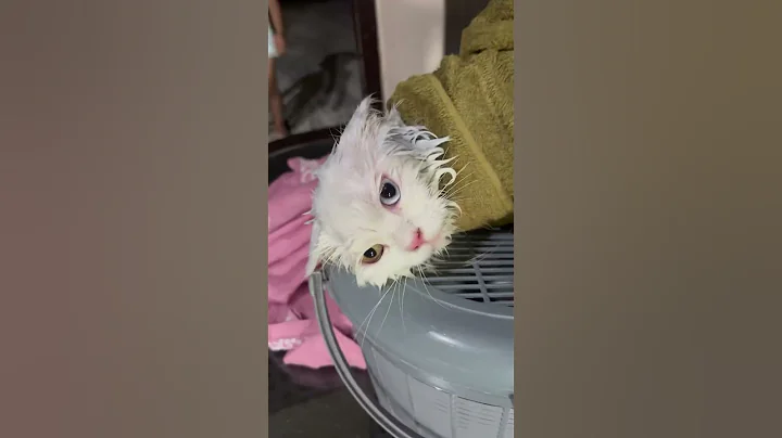 Video 10914621: persian cat bathing, persian cat funny, loud cat, laugh cat