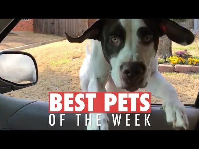 Best Pets of the Week Video Compilation | February 2018 Week 2