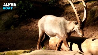 Dominant Goat Passing By With Power