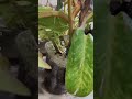10M Reusable Nylon Plant Ties Green Garden Plant Bandage Cable Ties Self Adhesive Plant Fastener