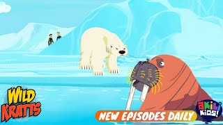 Wild Kratts | Polar Bears Don't Dance | Akili Kids!