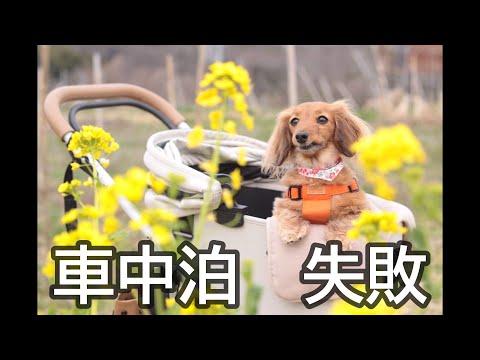 【初車中泊】淡路島で愛犬と車の中で寝てみたら・・・【カニンヘンダックスえびすの日常】