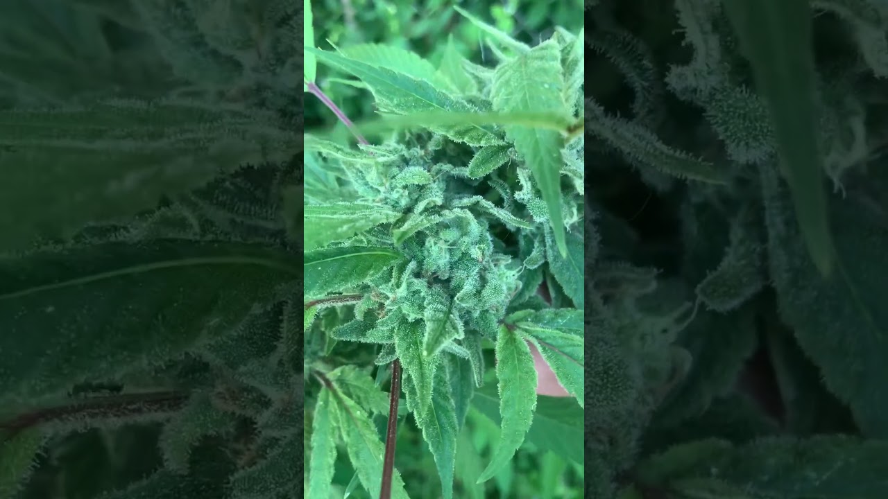 Warning ⚠️!! Keep bud mold away!! ⚠️ 