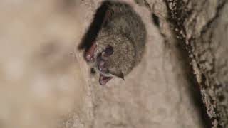 Hibernating Bat
