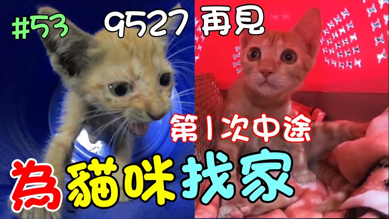 『為貓咪找家』母橘9527求救！第一次中途送養全紀錄 Cat Story#53