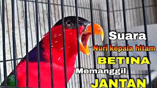 Suara burung nuri kepala hitam betina memanggil burung nuri jantan