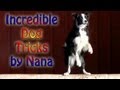 Incredible dog tricks by nana the border collie