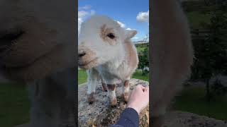 When You Stop Petting A Lamb!! #Shorts #Pets #Sheep