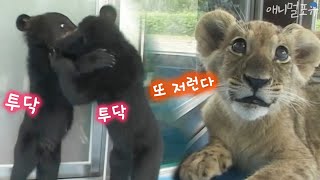 아기 곰과 아기 사자의 특별한 동거, KBS 050703 방송