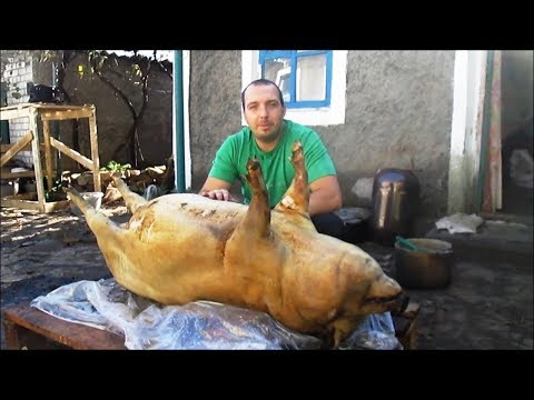 Разведение вьетнамских свиней в домашних условиях как бизнес видео