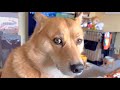 キュルキュルなオイヌ様(雑種犬)