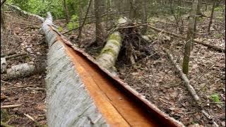 Birch Bark Canoe Build - Bark, Sheathing & Thwarts | WOODWORKING | BUSHCRAFT | CANADIAN WILDERNESS