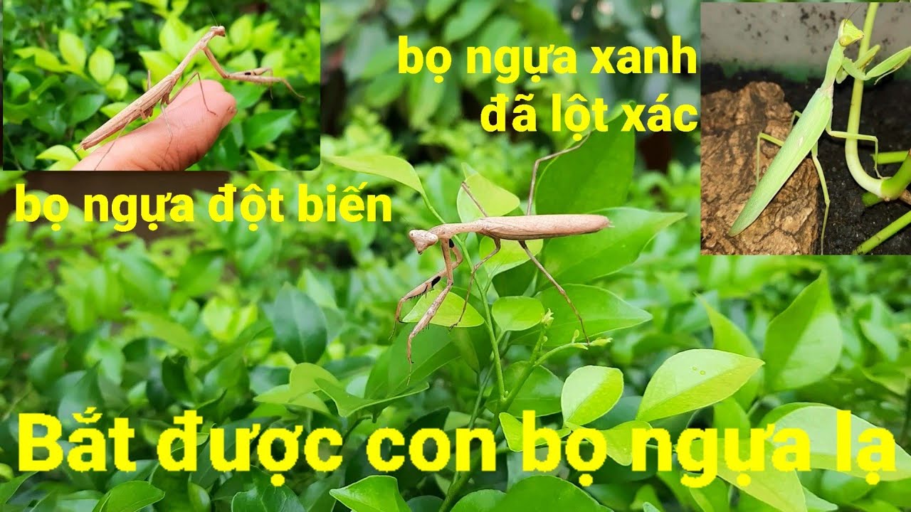 Bắt được con bọ ngựa lạ bọ ngựa đột biến và con bọ ngựa xanh đã trưởng ...