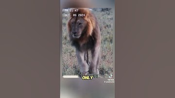The lion king was attacked by a black mamba #wildanimals#animals #foryou