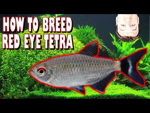 Come Breed facilmente Red Eye Tetras e molti altri Tetras
