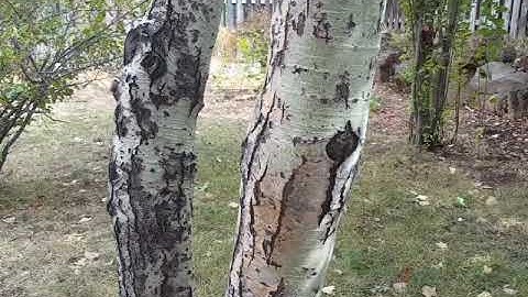 Soft link  connectors on a   hammock tarp suspension line