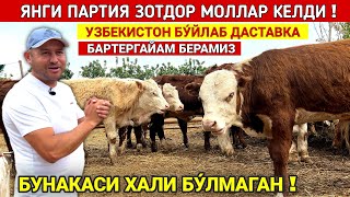 ЯНГИ ПАРТИЯ МОЛЛАР КЕЛДИ ШЕРЗОД АКА НАРХЛАРНИ СИНДИРДИ УЗБЕКИСТОН БУ́ЙЛАБ ДАСТАВКА !!! ХОРАЗМ БОЗОР