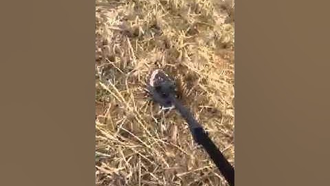 Minelab Explorer SE fitted with Small Detech coil