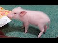 ミニブタが生まれて初めてイタズラしたらこうなったwww【12日目】