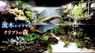 完成！「クリプトの森」流木レイアウト水槽【オープンアクア】