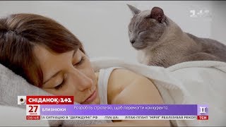 Чому коти муркочуть Чому коти муркочуть