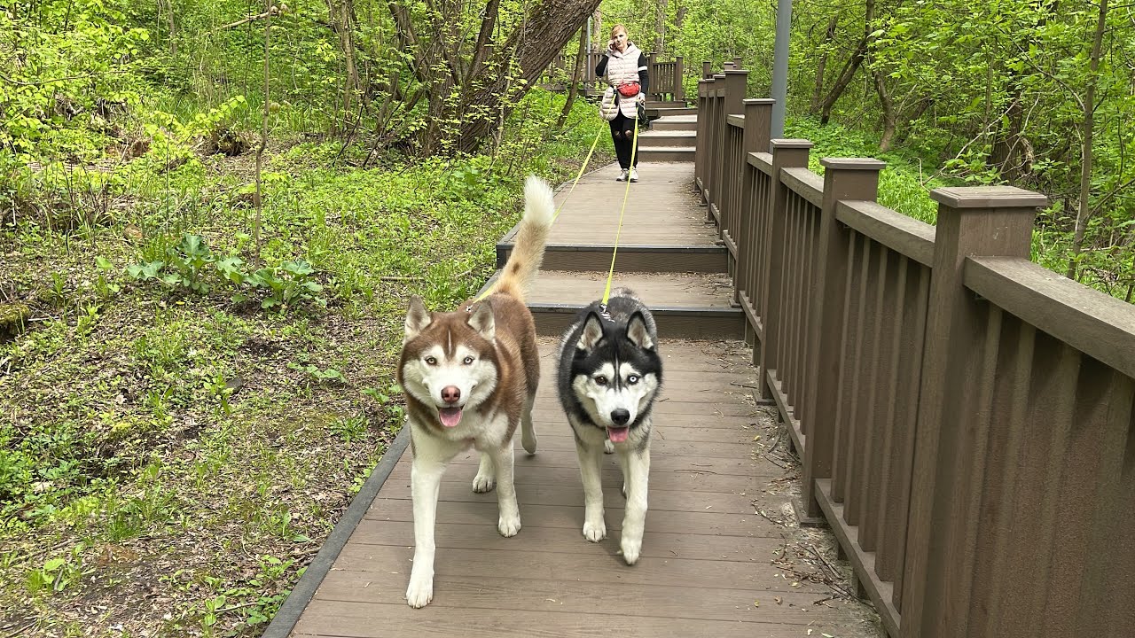 Дорога от ЖК Кутузовский life к метро Давыдково вдоль реки Сетунь. Долина реки Сетунь