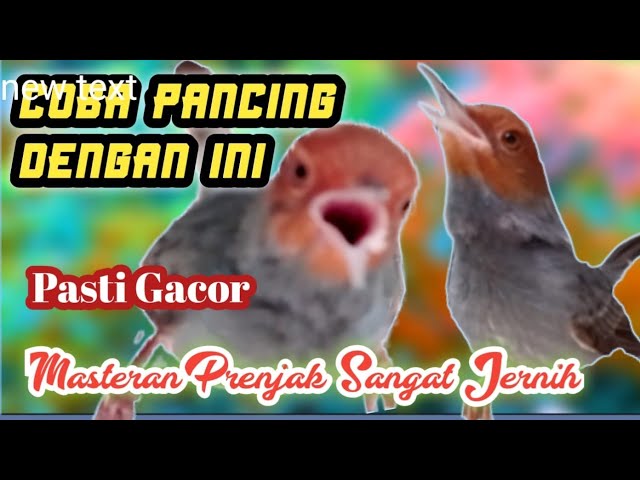 Prenjak Jantan Gacor Suara Jernih Ampuh Buat Masteran Prenjak Merah Bahan class=