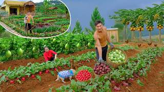 Make Pickled Mustard Fried Rice With Beef – Harvest Red Radishes & Beets – Finish Entire Yard Fence