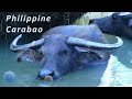 Filipino carabao kalabaw as an important part of philippine life